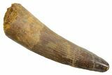 Fossil Spinosaurus Tooth - Real Dinosaur Tooth #349792-1